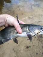 Image of channel catfish