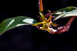 Petopentia natalensis (Schltr.) Bullock resmi