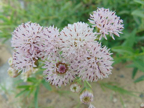 Imagem de Palafoxia texana DC.