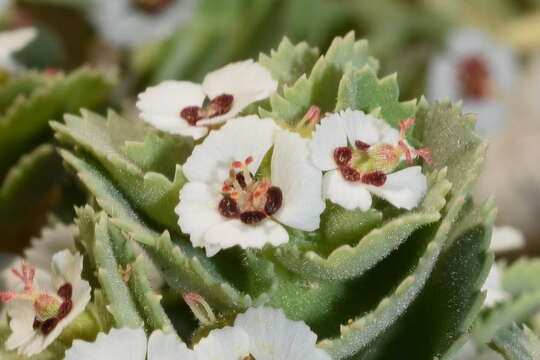 Image of Euphorbia leucophylla Benth.