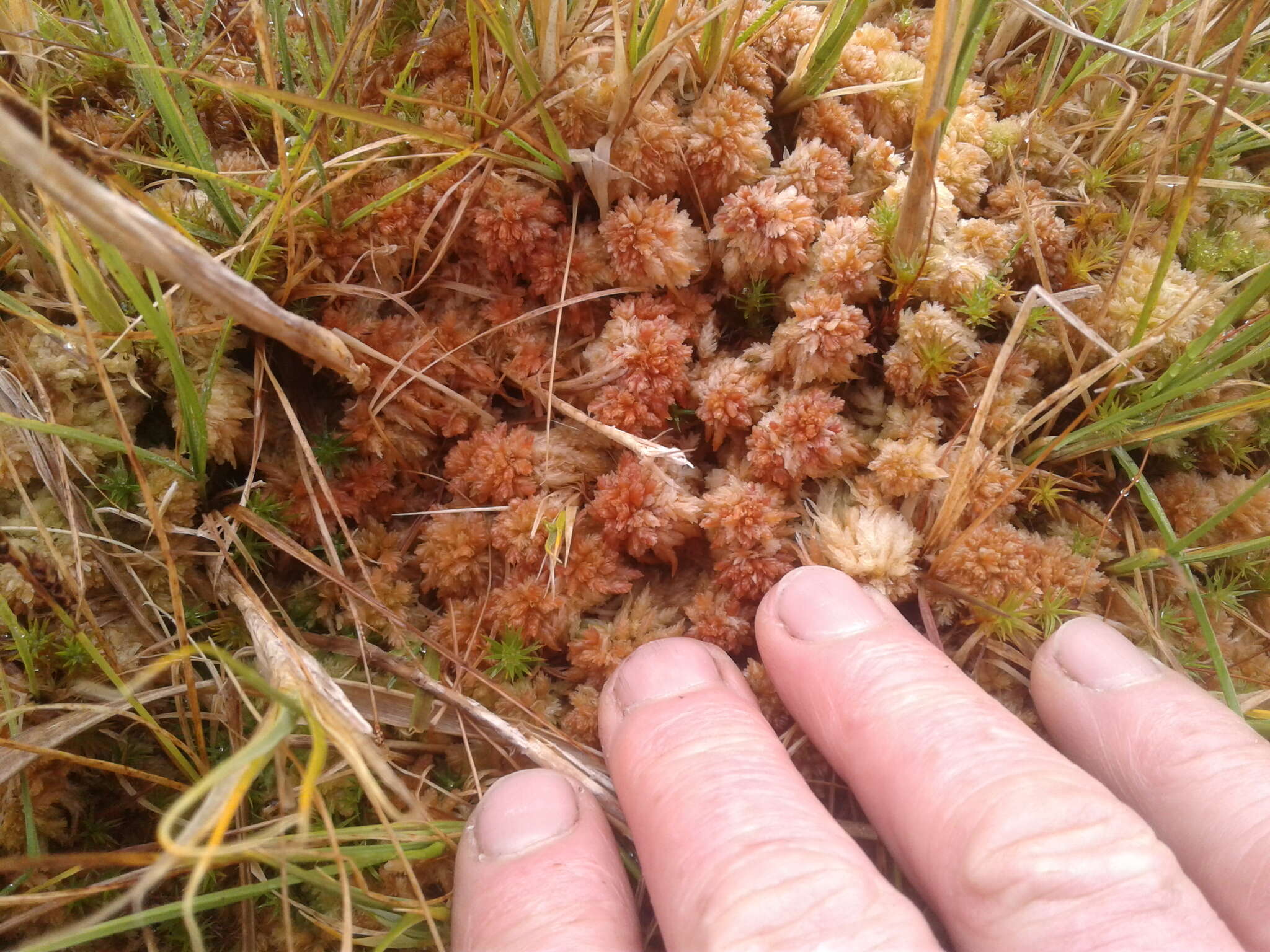 Image of Sphagnum cristatum Hampe 1874