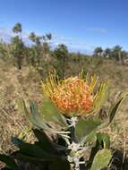 Image of Leucospermum innovans Rourke