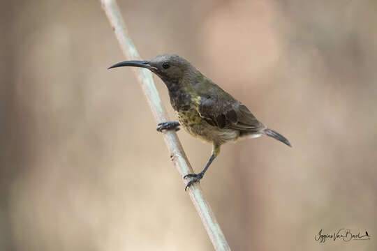 Image of Splendid Sunbird