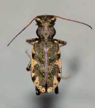 Image of Neocicindela garnerae Larochelle & Larivière 2013