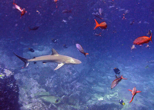 Image de Requin des Galapagos