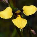 Image of Purdie's donkey orchid