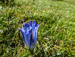 Image of Gentiana nubigena Edgew.