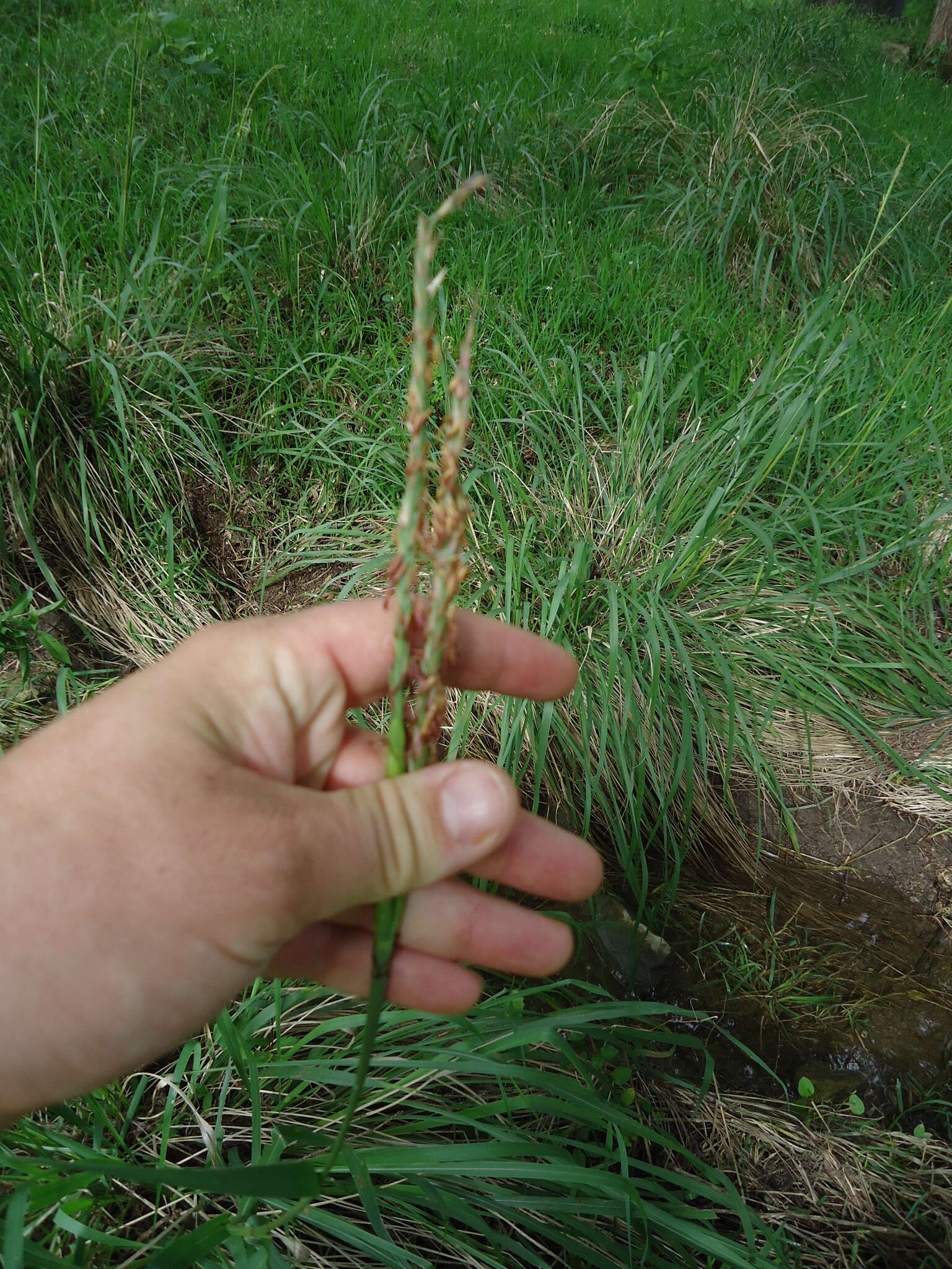 Image of Tripsacum dactyloides (L.) L.