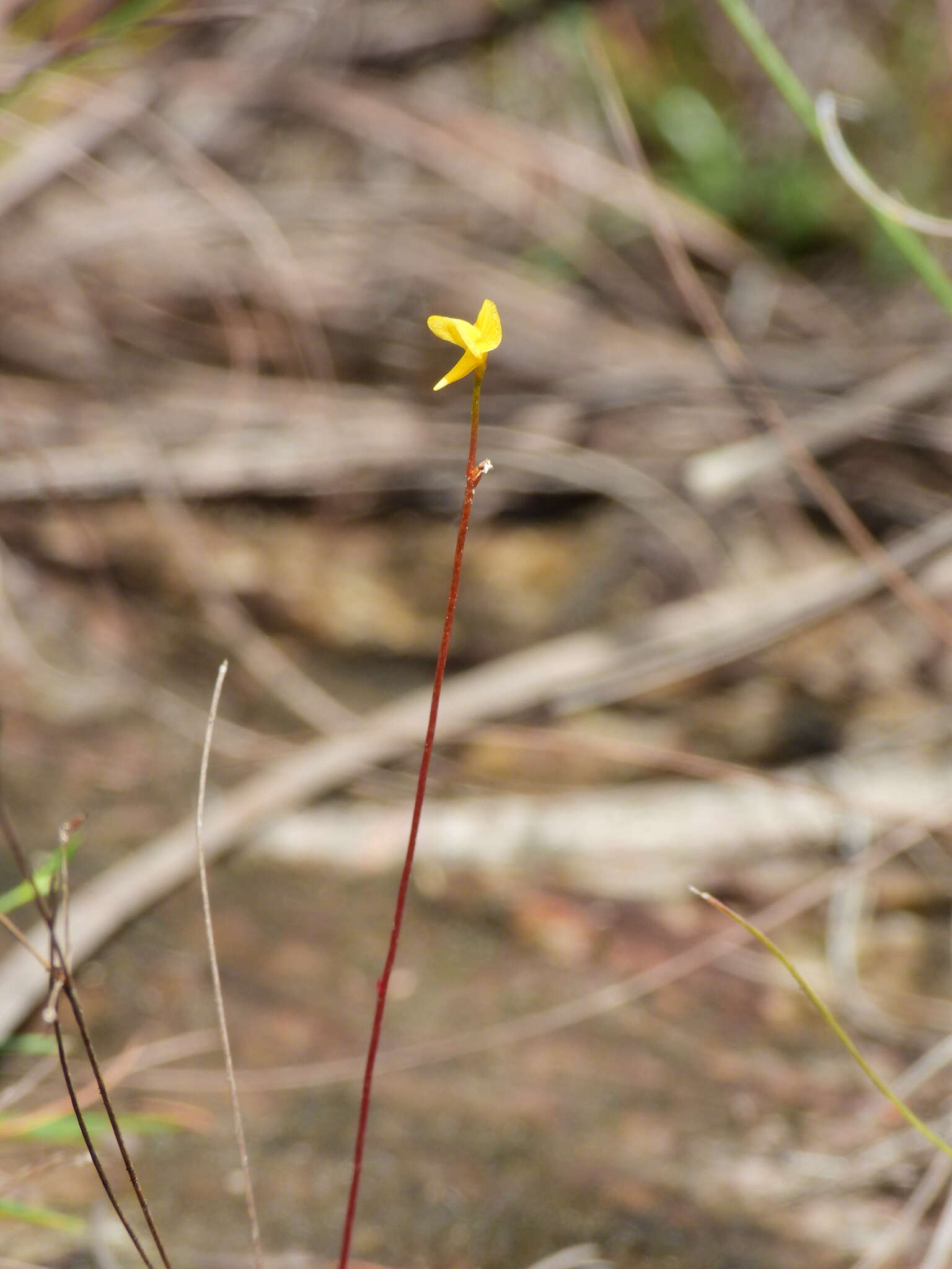 Plancia ëd Utricularia adpressa Salzm. ex A. St. Hil. & Girard