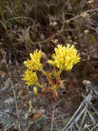 Crassula flava L. resmi