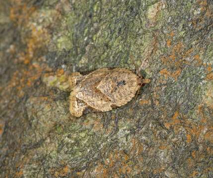 Слика од Neocalyptis affinisana Walker 1863