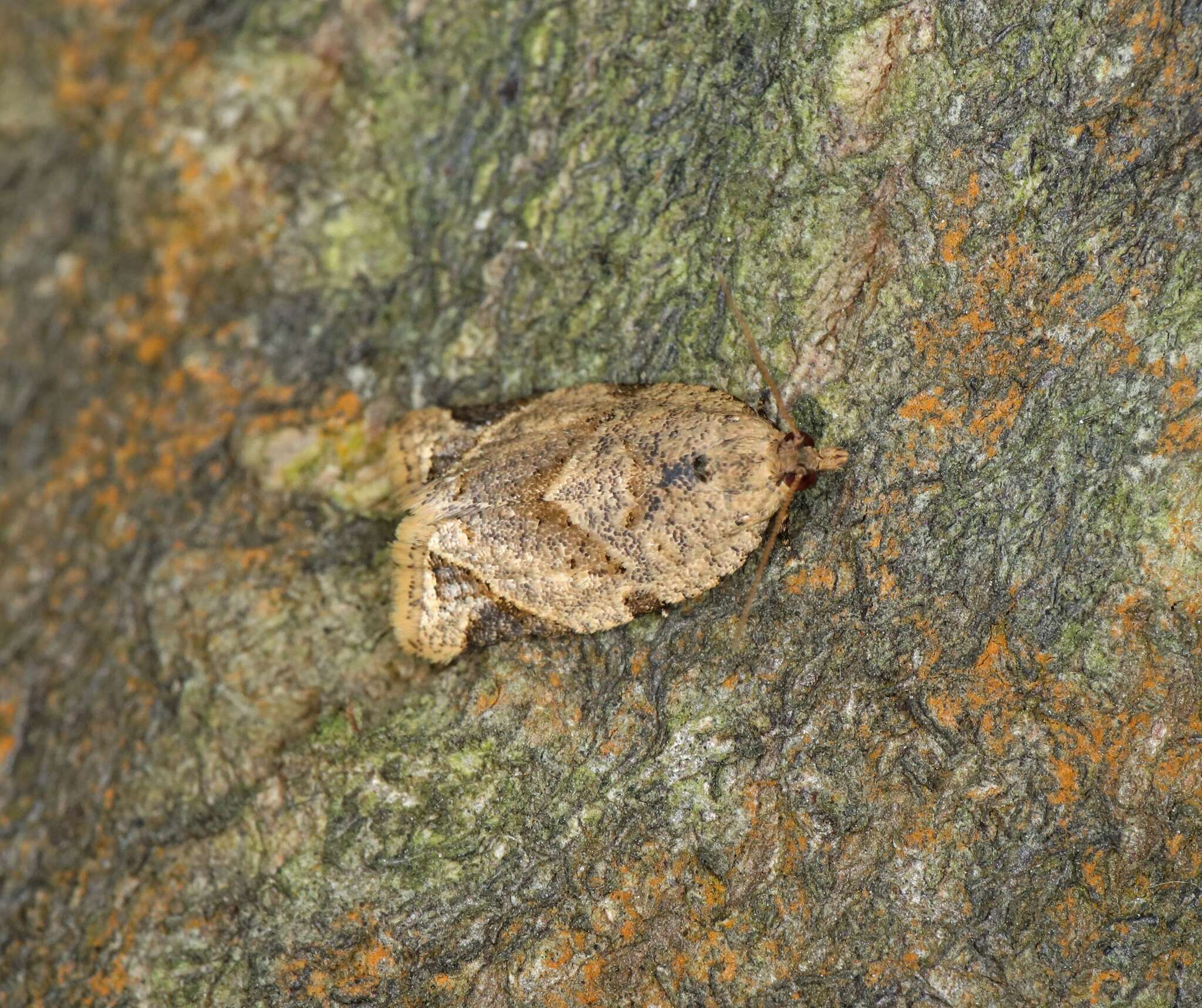 Image of Neocalyptis affinisana Walker 1863