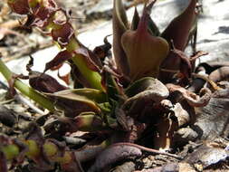 Image of San Gabriel River dudleya