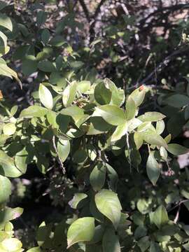 Image of Searsia pyroides var. gracilis (Engl.) Moffett