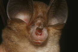 Image of Big-eared Horseshoe Bat