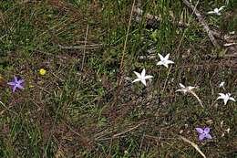 Image of Wahlenbergia ceracea Lothian