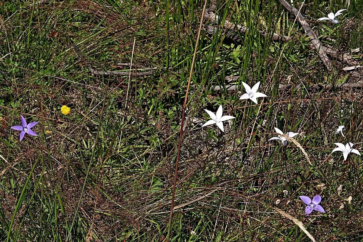 Image of Wahlenbergia ceracea Lothian