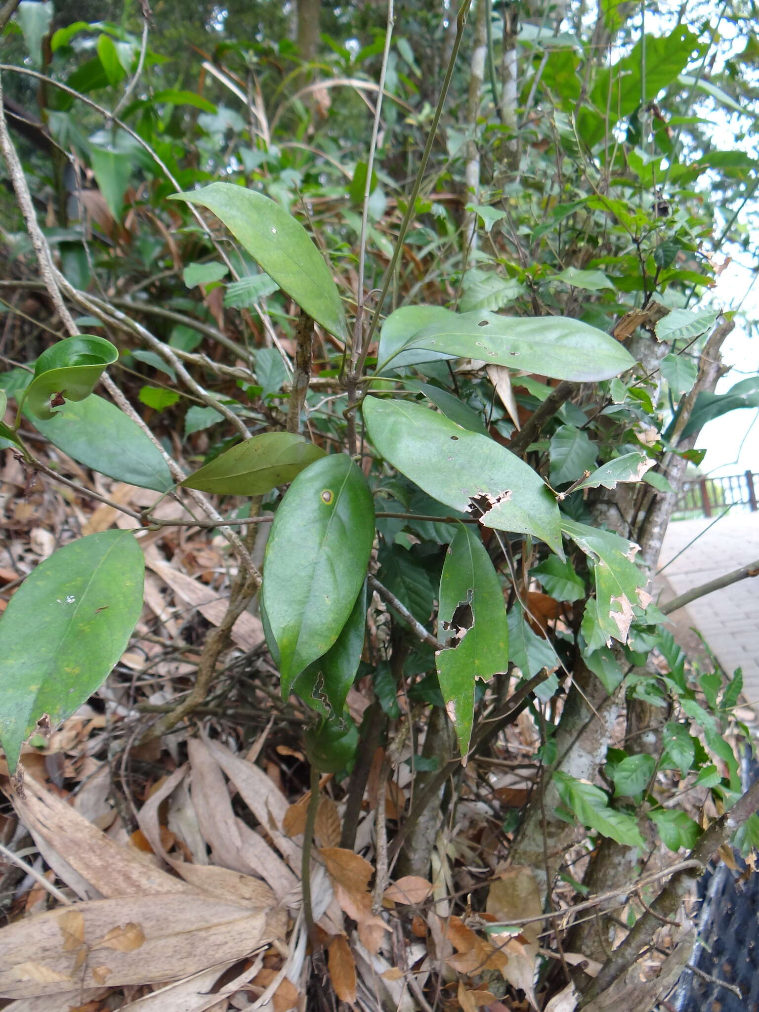 Слика од Lithocarpus taitoensis (Hayata) Hayata