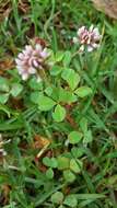 Image of Aztec Clover