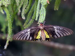 Image of Troides rhadamantus (Lucas 1835)