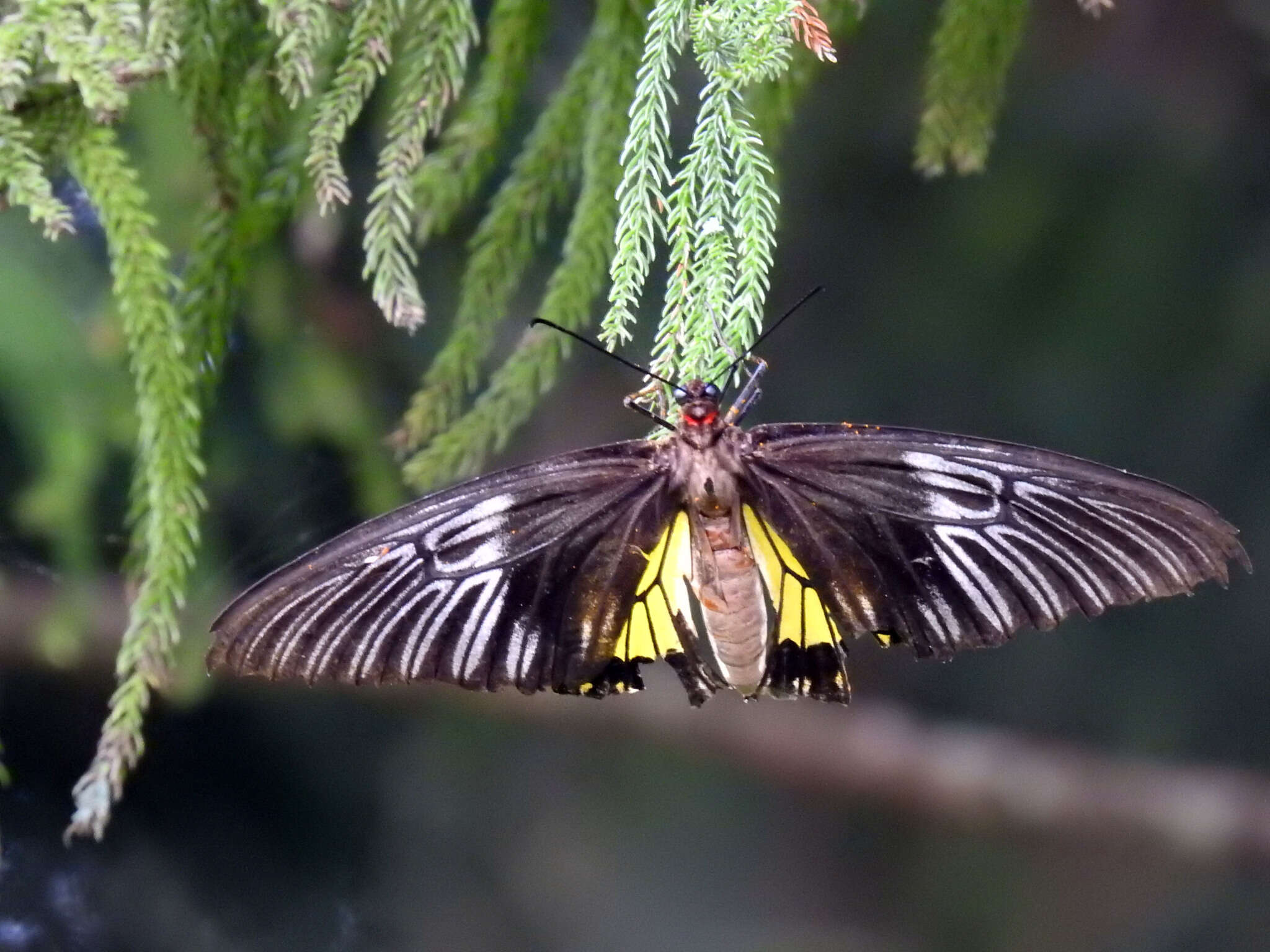 Image of Troides rhadamantus (Lucas 1835)