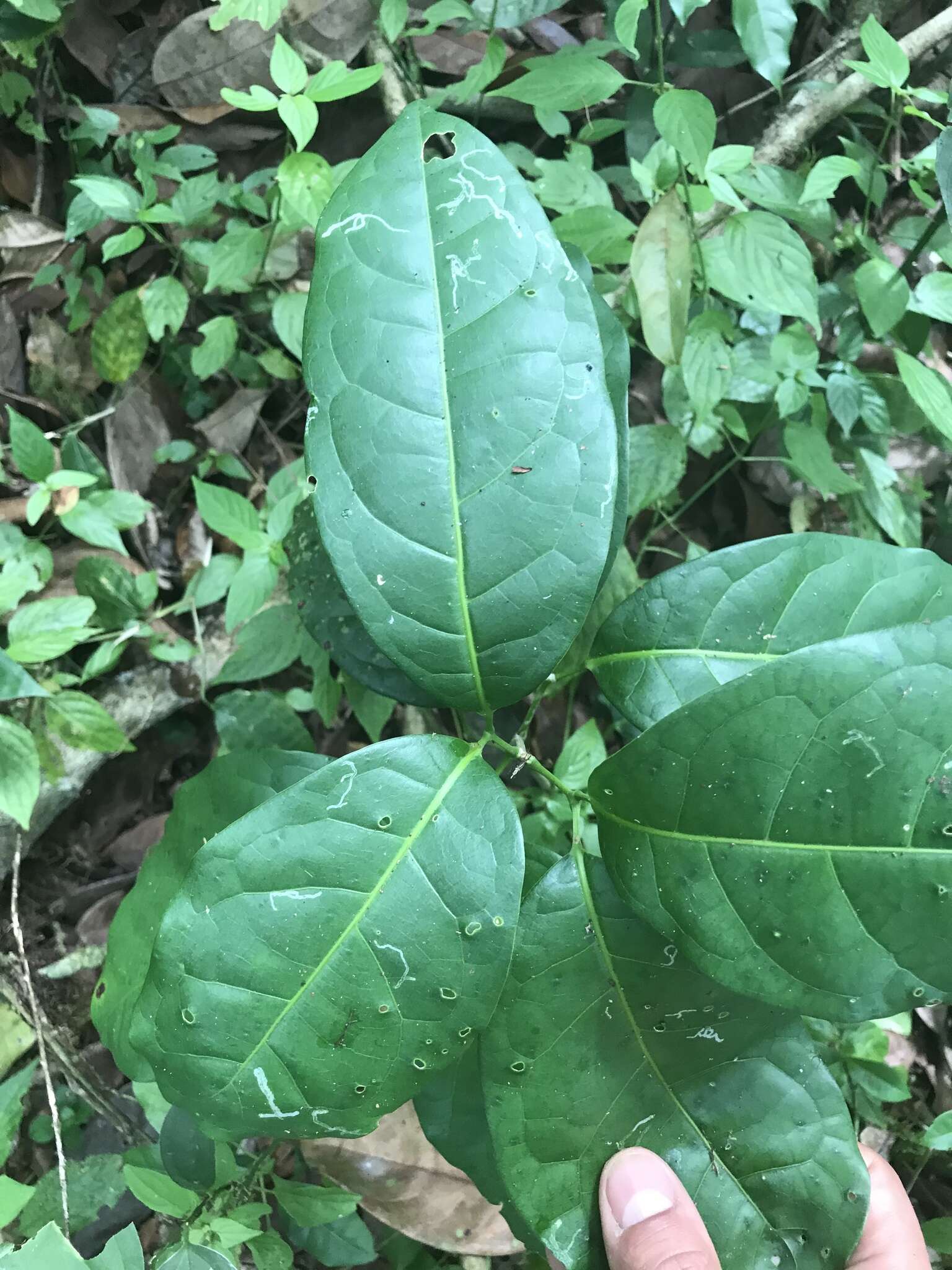 Image of membranous garlicvine