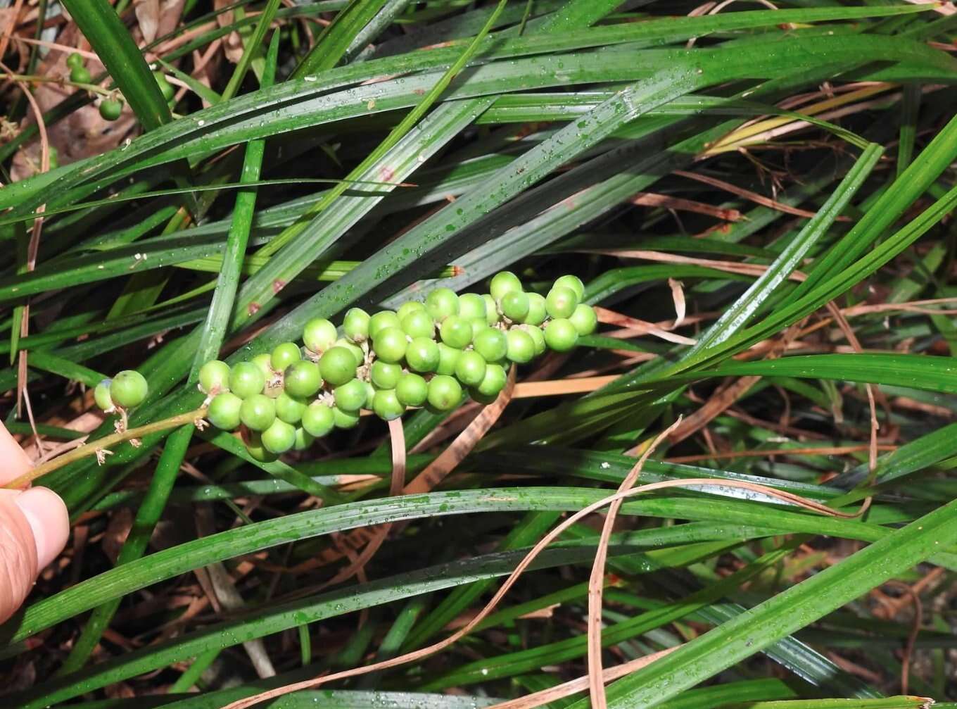 Image of creeping liriope