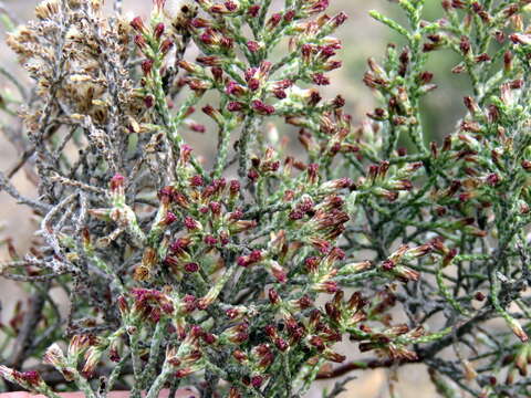 Слика од Elytropappus rhinocerotis (L. fil.) Less.