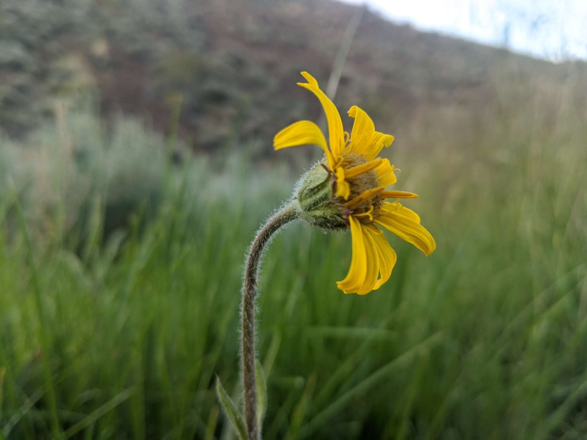 Слика од Arnica parryi A. Gray