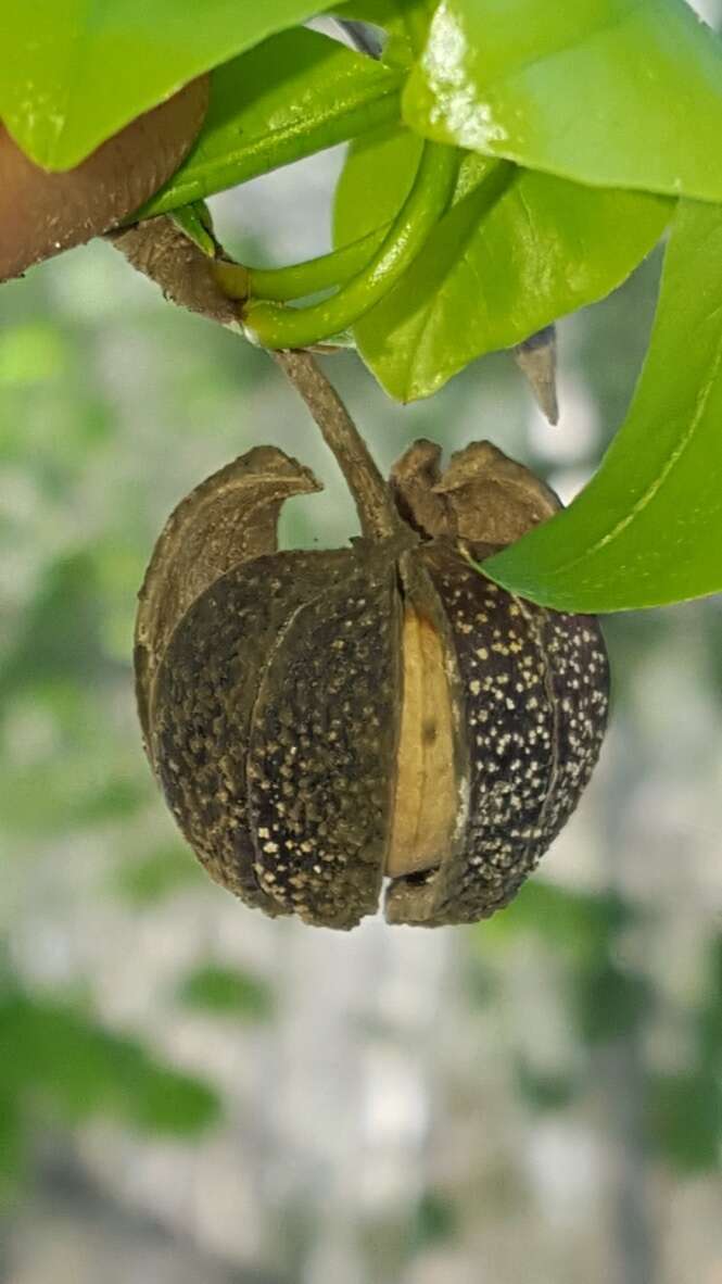 Слика од Piranhea mexicana (Standl.) Radcl.-Sm.