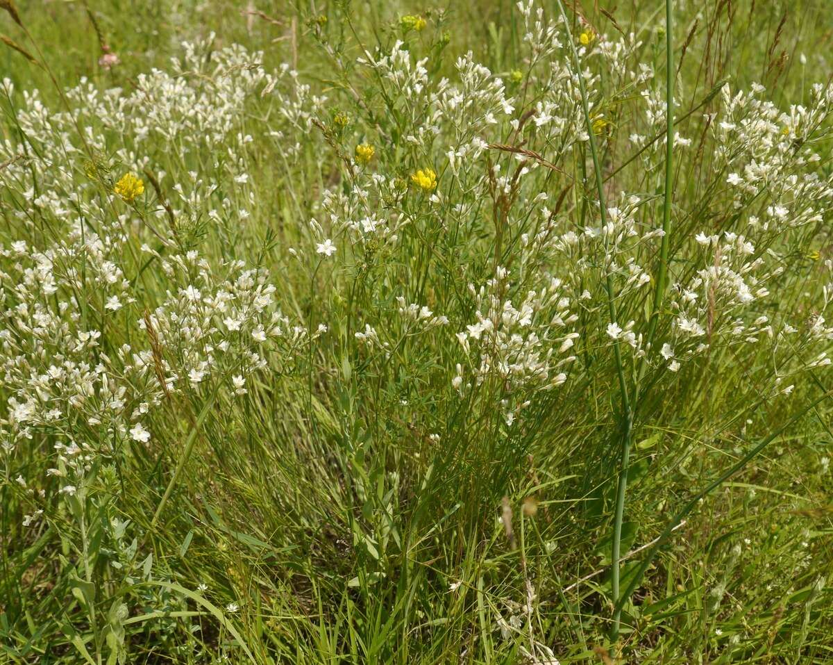 Image of Eremogone rigida (M. Bieb.) Fenzl