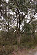 Image of Eucalyptus willisii P. Y. Ladiges, C. J. Humphries & M. I. H. Brooker
