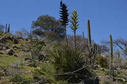 Image of Chilean Puya