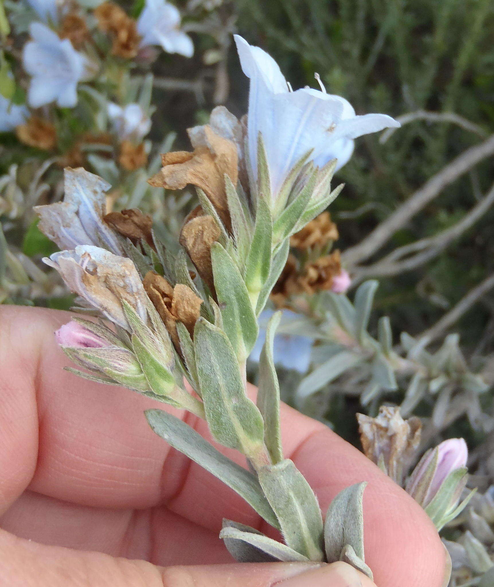 Image of Largeflower Healthbush