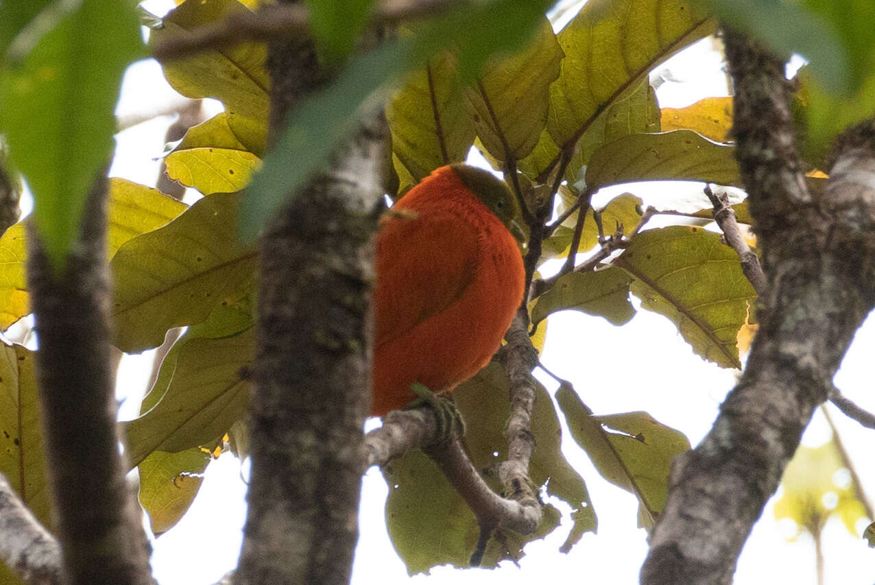 Image of Orange Dove