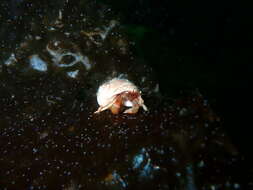 Image of Bering hermit crab