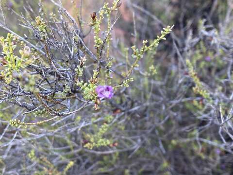 Image of Eremophila parvifolia subsp. auricampa