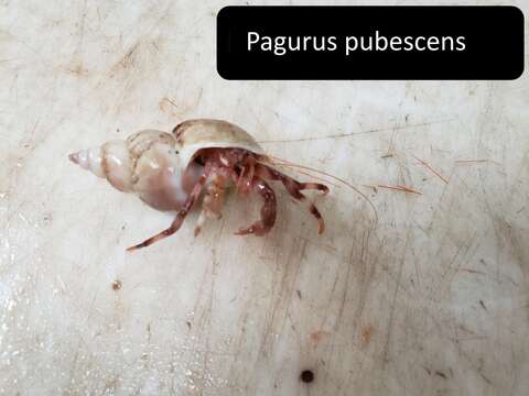 Image of downy hermit crab