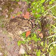 Image of Himalayan Toad