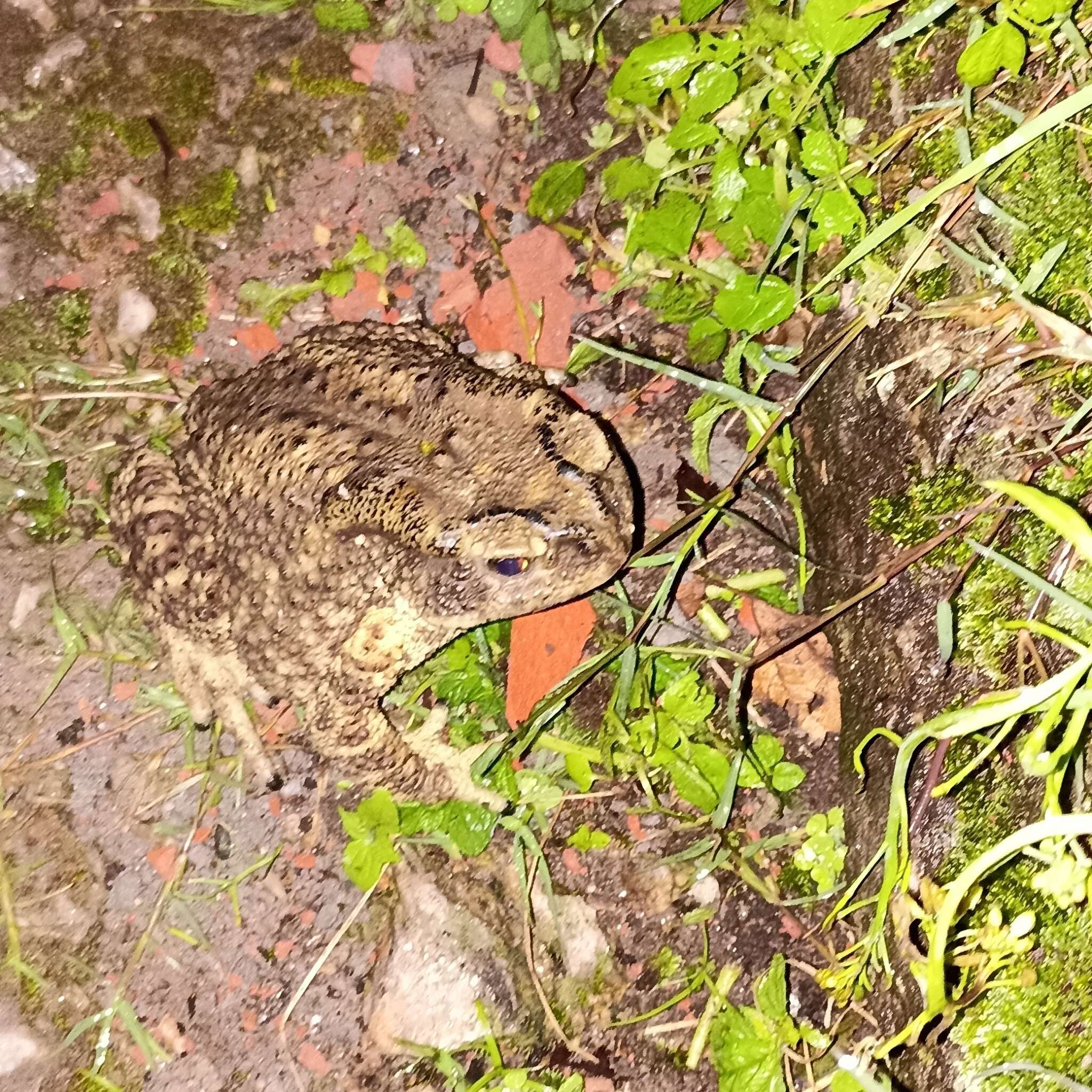 Image of Himalayan Toad