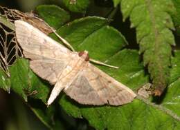 Image of Herpetogramma rudis Warren 1892