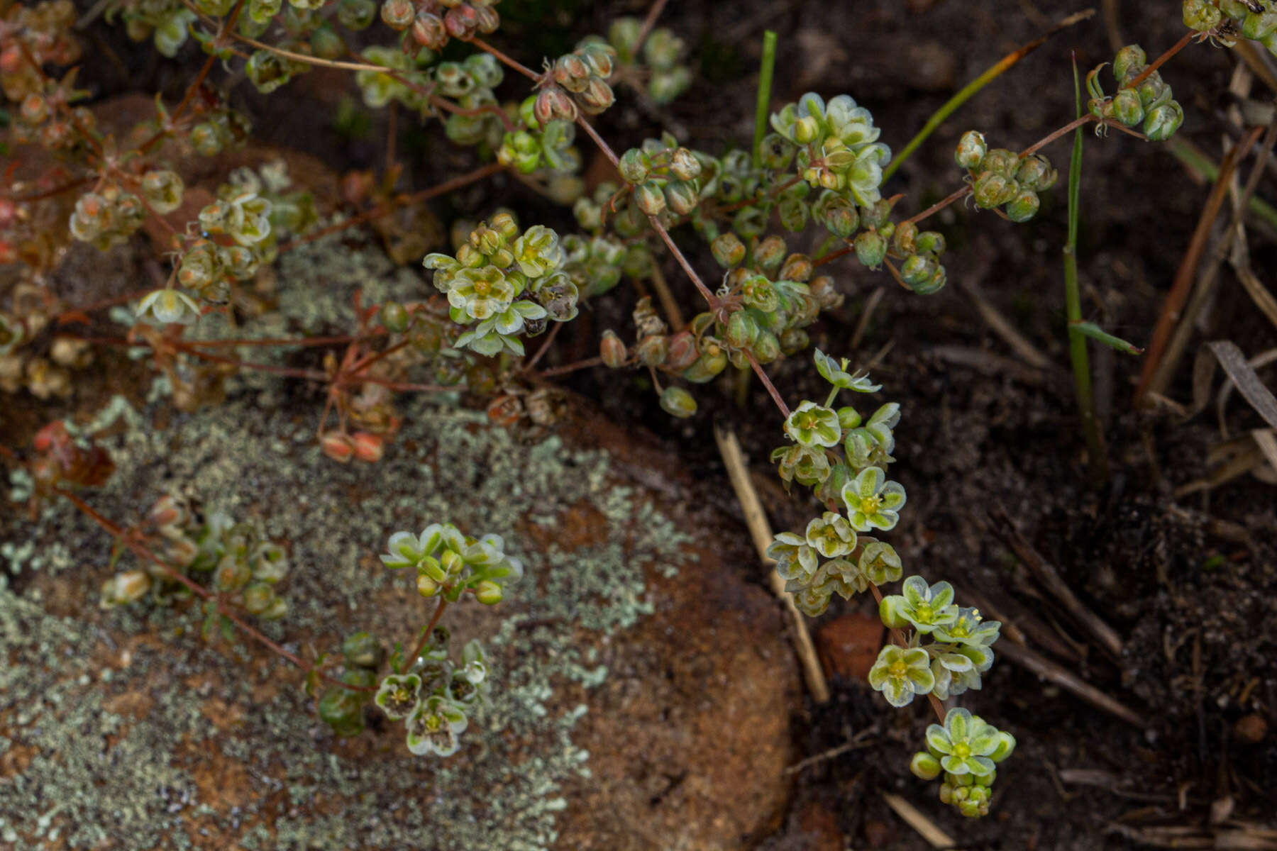 Image of Psammotropha myriantha Sond.