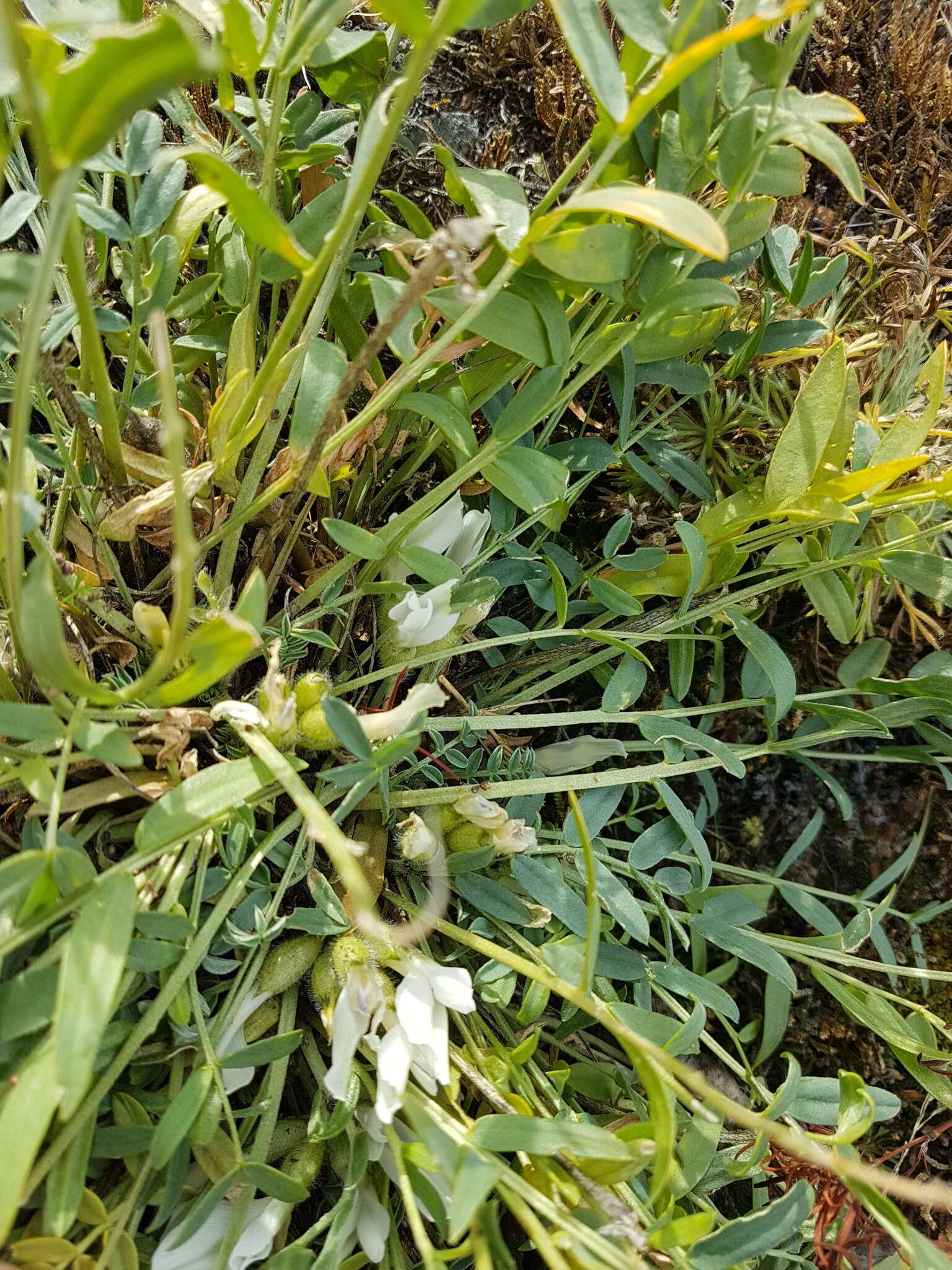 Image de Oxytropis caespitosa (Pall.) Pers.