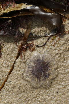 Image of Blue Jellyfish