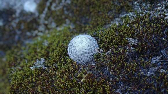 Image of Mammillaria haageana Pfeiff.