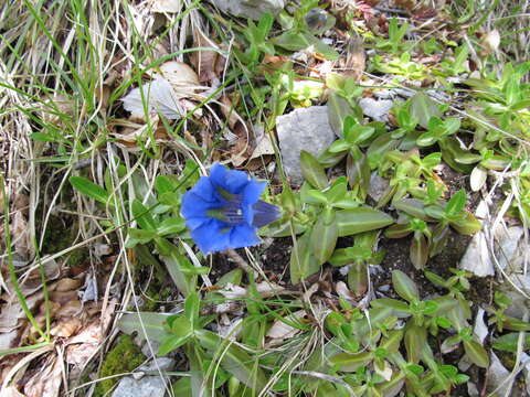 Imagem de Gentiana dinarica G. Beck