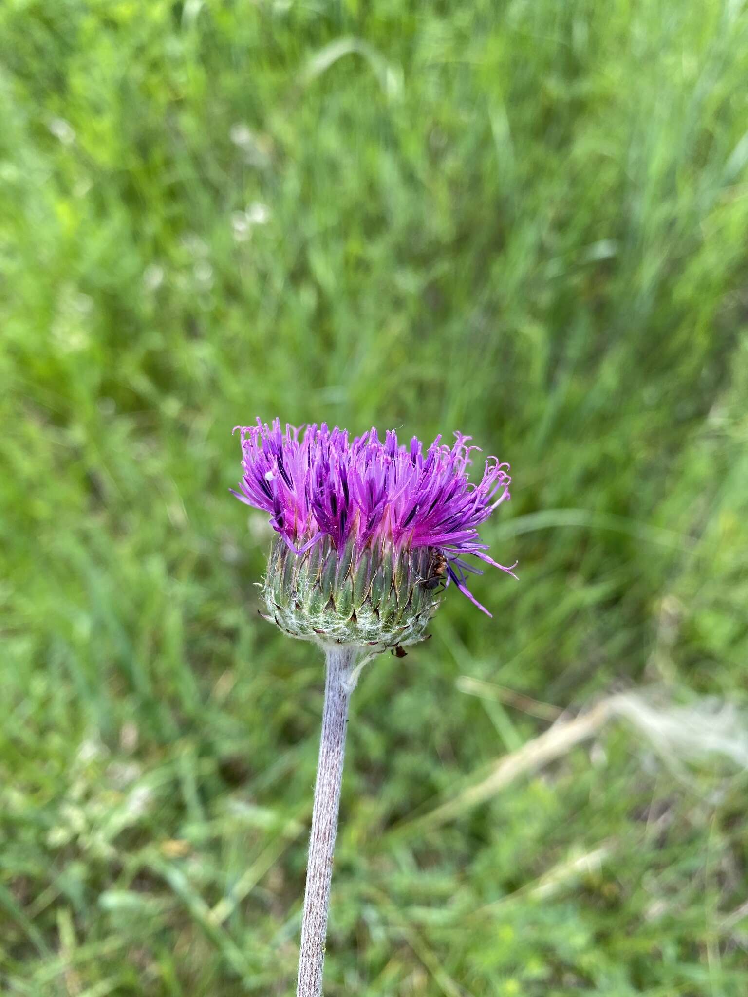 Image of Jurinea arachnoidea Bunge