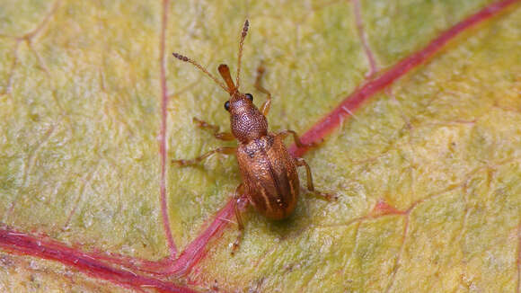 Image of Auletobius anceps Voss 1922