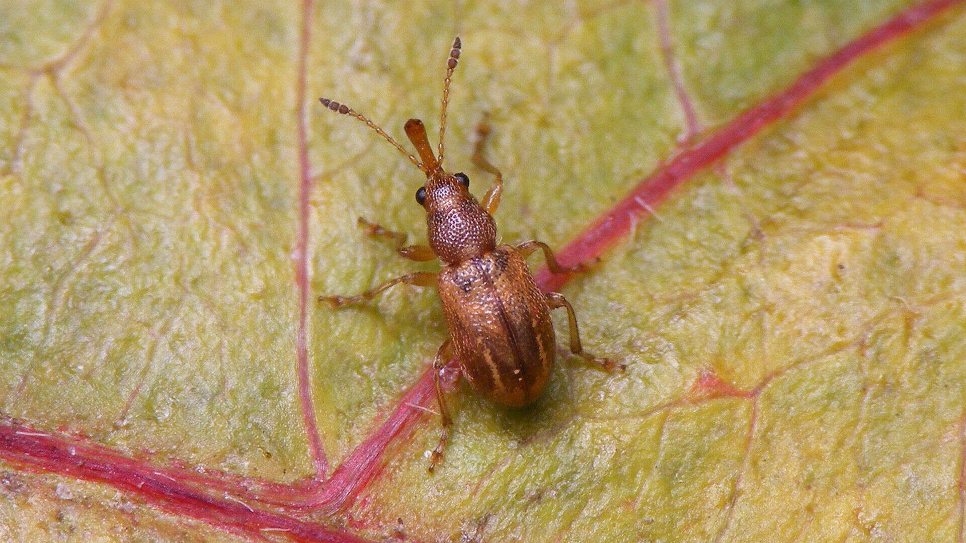 Image of Auletobius anceps Voss 1922