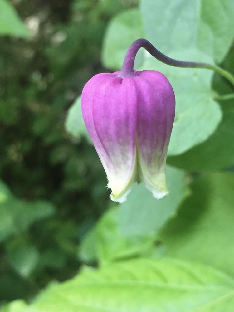 Imagem de Clematis versicolor Small